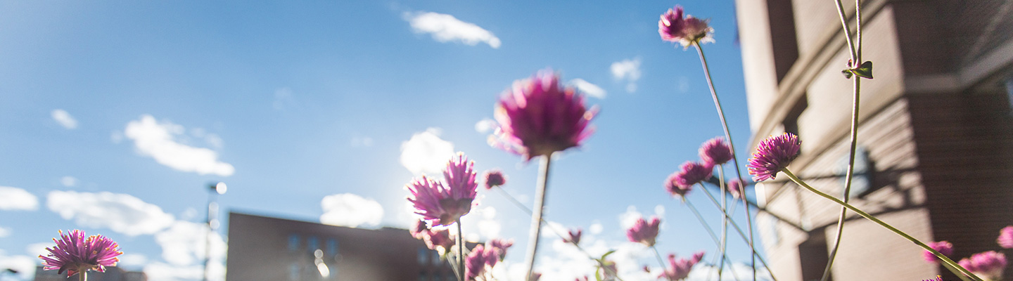 flowers against a blue sky